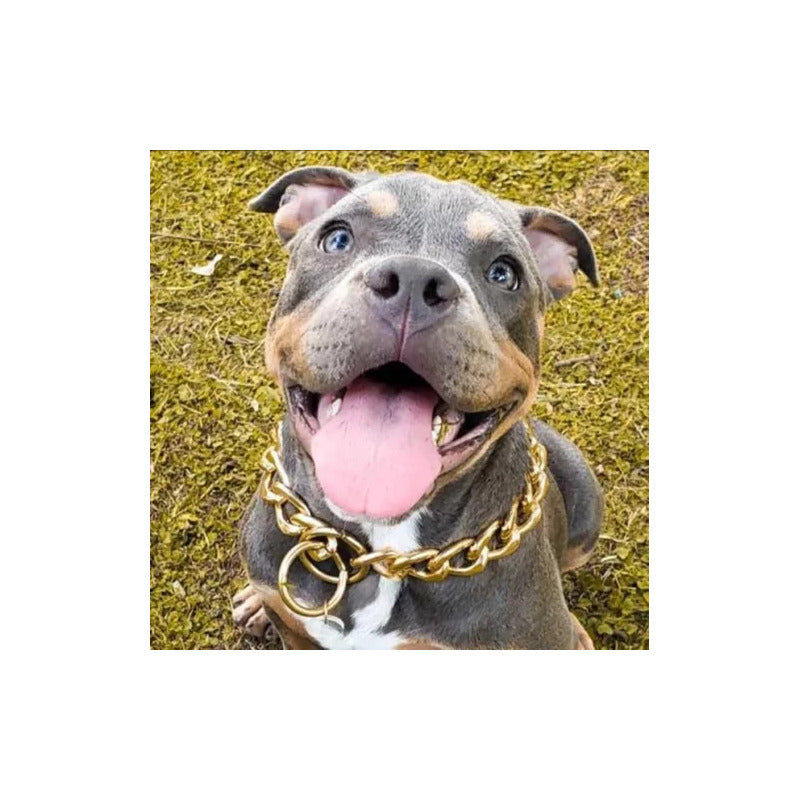 Elegante Collar Dorado De Entrenamiento Para Perros (70 Cm) 4mm X 70 Cm