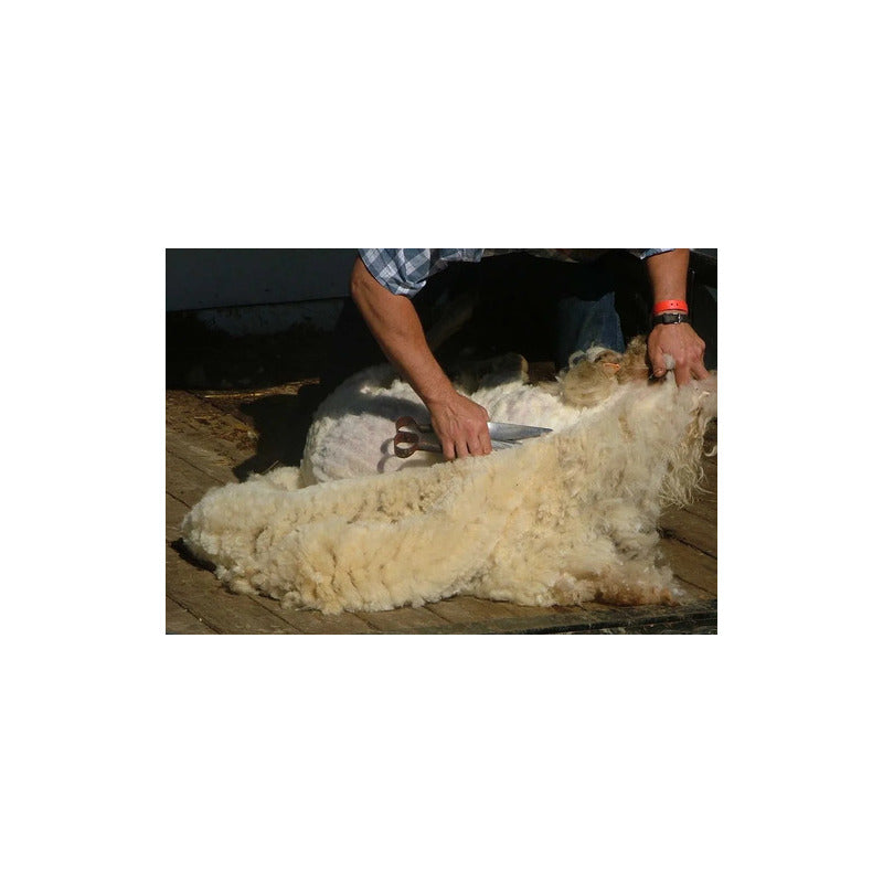 Tijera Esquilar Trasquilar 13 Pgd Profesional Makawa Mk-0438