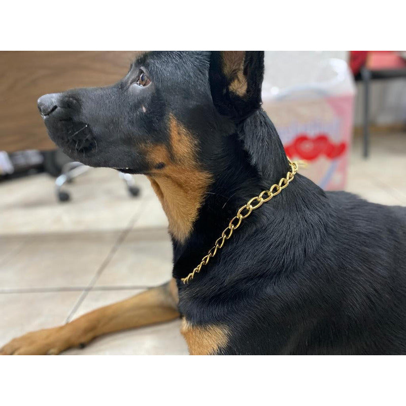Elegante Collar Dorado De Entrenamiento Para Perros (70 Cm) 4mm X 70 Cm