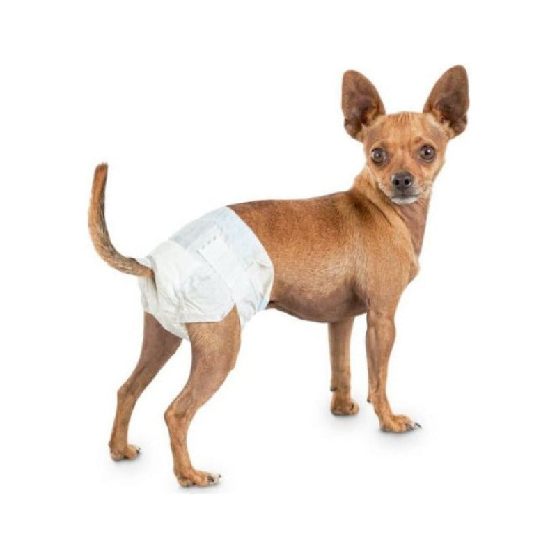 Pañal Para Perro Hembra Talla Xs 10 Und Seco Y Cómodo Blanco Xs