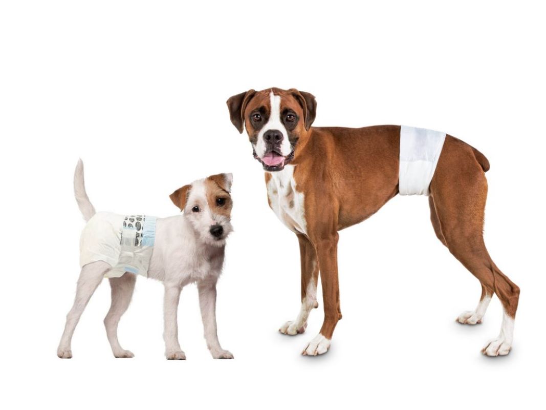 Pañal Para Perro Talla S 12 Und Seco Y Cómodo